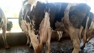 #farming #cattle #dairyfarm #cow #cowvideos