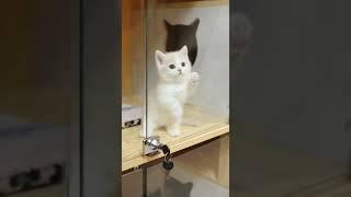 "Cat fun"|Pet lovers|Youtube Shorts|YT Shorts|Funty Master...