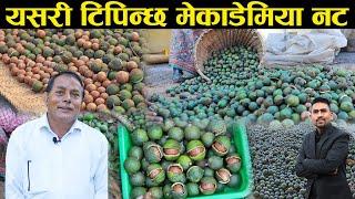 मेकाडेमिया नट यसरी टिपिन्छ - Macadamia Nuts Harvesting Process