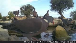 Common wood pigeon (Φάσσα)Birds