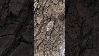 Grey Cicada Sounds | A Grey Cicada Camouflaged In Tree Trunk