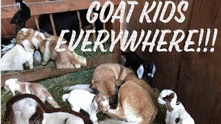 WINTER STORM brings BABY GOATS