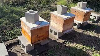 Hungry Hives - Building a Bee Business #65