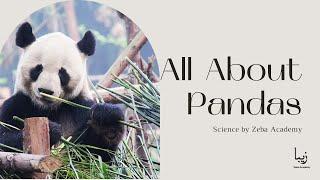 All About Pandas | Science by Zeba Academy