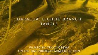 Daracua Branch Tangle; Wild Fish Friday