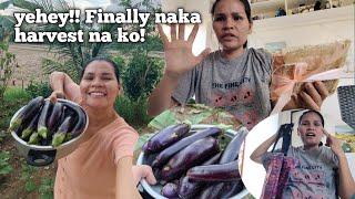 FINALLY! NAKA HARVEST NA KO!OPEN SA GIVE AWAY! Florame Boholana Vlog