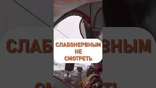 Неожиданный «сосед» появился у нашей палатке при восхождении на пик Ленина