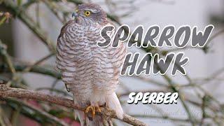 Eurasian Sparrowhawk (Accipiter nisus ) / Sperber