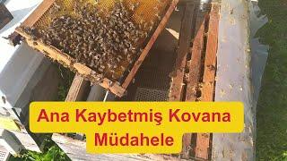 Ana Kaybeden Kovana Müdahale#arıcılık #beekeeping #doğalyaşam #arı #bee