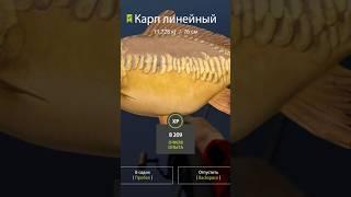 #rf4 #рр4 #fishing #carpfishing #русскаярыбалка4 #carp #рыбалка #рр4фарм