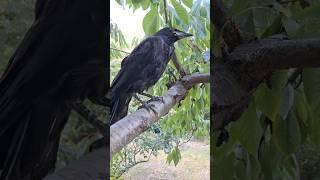 Как правильно отпускать птиц на волю ??? Выпускаю ГРАЧ