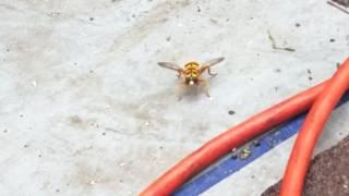 Hoverfly News Bee Mimics the Yellowjacket