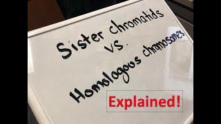 Homologous Chromosomes vs Sister Chromatids Explained!