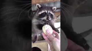 happy raccoon sounds