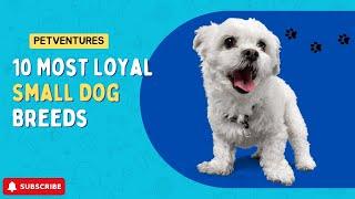 Top 10 Most Loyal Small Dog Breeds | Heartwarming Companions!