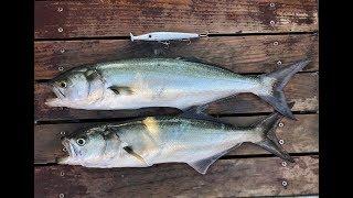 Montenegro Spinning - Bluefish on Evo Lures Zargana - Live strike