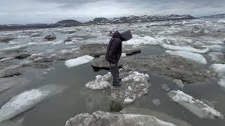 Patiently waiting for the sea ice to clear out