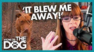 Victoria Shocked by Dog Meat Trade in South Korea! | Positively Dog Training Podcast