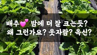 배추낮보다 밤에 잘 자라는 듯? 이유가 뭘까요?(답글영상)