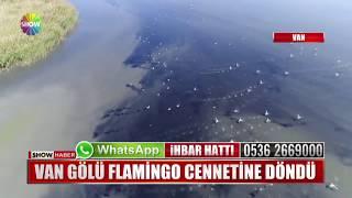 Van Gölü Flamingo cennetine döndü