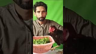 Sel Murga Palak Kyon Nahin Kha Raha Tha #motivation #chickscare #dailyroutine #chick