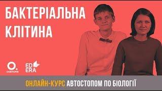 Бактеріальна клітина. ЗНО з біології