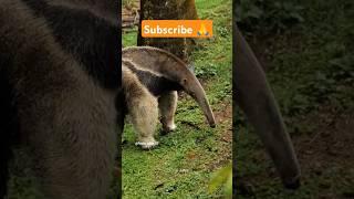 चींटीखोर  Giant Anteater  #shorts #facts #factshorts #factsinhindi #dadajifacts #anteater