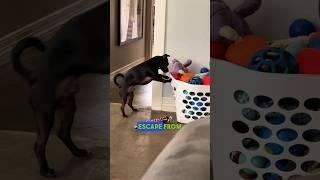 Milo Calls Boomer a Fatso   #shorts #dog #funny