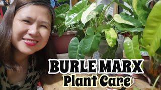 Philodendron Burle Marx Plant Care