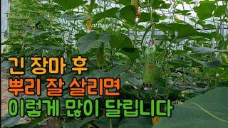 긴장마후호박오이많이따는법 장마후뿌리살리는방법 발근제 칼슘제 농사유튜버 농사정보통