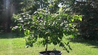 Growing Citrus in the ground in Northern Climates