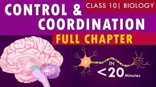 #controlandcoordination full chapter | cbse Class 10th Biology | NCERT class 10 science chapter 7