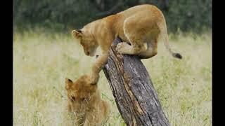 Adorable Lion Cubs Playing | Ntsevu Pride | 3 May 2024