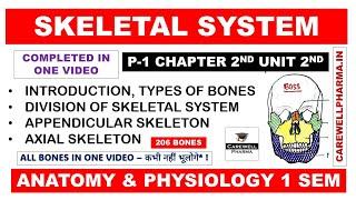 Skeletal System (Complete) | Division of Skeletal System | Bones | Axial | Appendicular | Ch2 U2 Hap