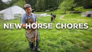 Saving the Tomatoes, Hen Hatches Chicks + New Horse Chores
