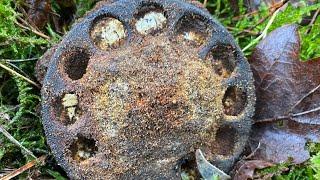 КОП ПО ВОЙНЕ! ПЕСЧАНЫЙ ЛЕС! WW2 METAL DETECTING