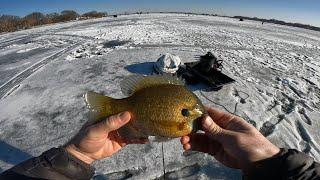 Ice Fishing Big Bluegills! - Madison, WI