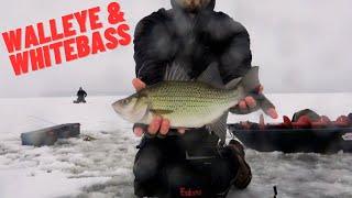 CATCHING WALLEYE & WHITEBASS ON LAKE PETENWELL!!