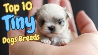 Top 10 Tiny Dog Breeds Teacup Dog small Dog breeds