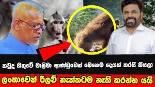 ලංකාවෙන් රිලව් නැත්තටම නැති කරන්න යයි යැයි | කවුද හිතුවෙ මෙහෙම දෙයක් කරයි කියලා | ෂා Tv