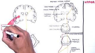 Introduction to Upper and Lower Motor Neuron Lesions