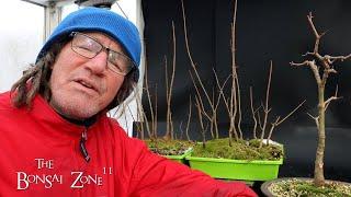 Pruning My Field Maple Seedlings For a Forest, The Bonsai Zone, Dec 2024