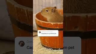 Capybara is a dream pet #capybara #shorts