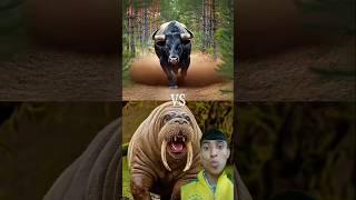 Black bull vs wild animals (leopard, bear, ram, fox, hyena) #blackbull #blackcow #wildanimals