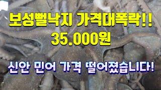 3/14일 탕탕이용 뻘낙지 가격대폭락! 싱싱하고 부드럽습니다! 뻘낙지 연하고 맛있습니다