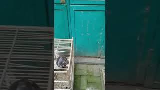 pasar PASTY JOGJA #part 4 #shorts #viral