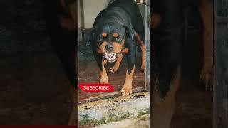 dog barking sounds to makes your dog react #viralvideo  #dog #angrypuppy #angrydog #cutepet #angry