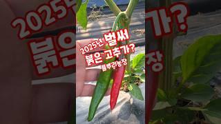 2025년 벌써 붉은 고추가? 풀뿌리농장 괴산청결고추 #shorts