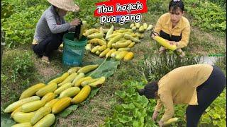 Giây phút mong chờ của em thì nay cũng đã tới đợt thu hoạch dưa gang rồi mừng quá #thanhgiangvlog