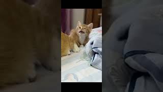 Funny animals